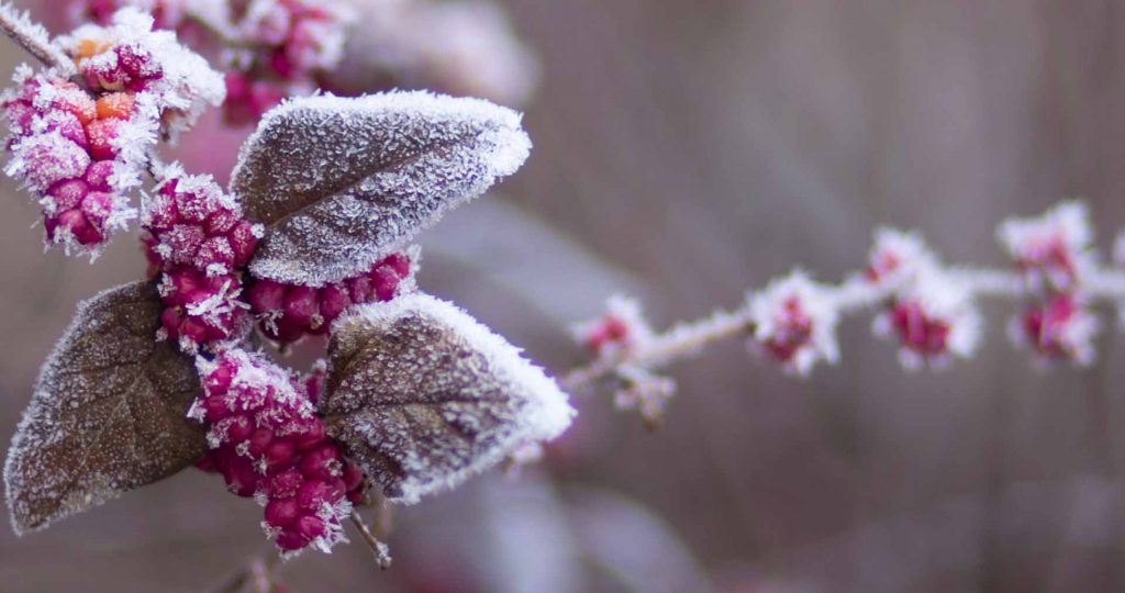 frost - naturopathic blog mim beim