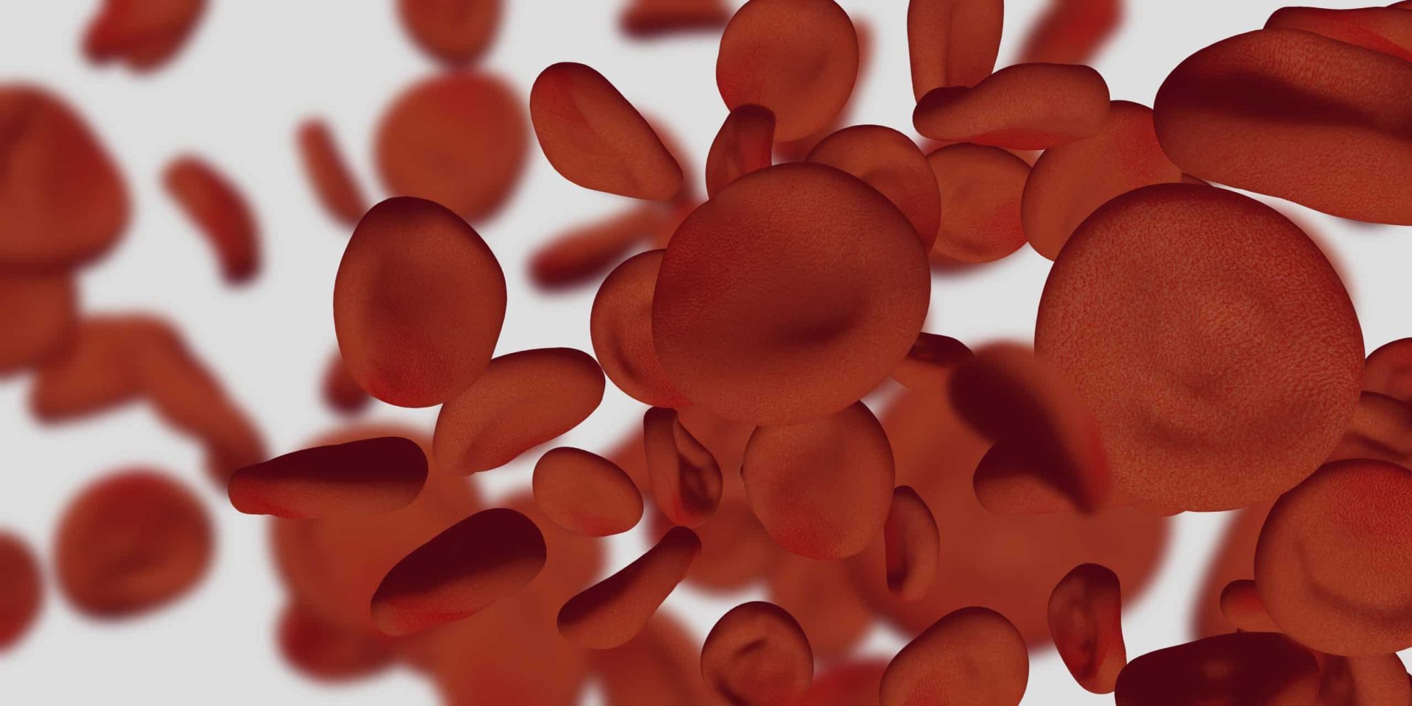 red blood cells