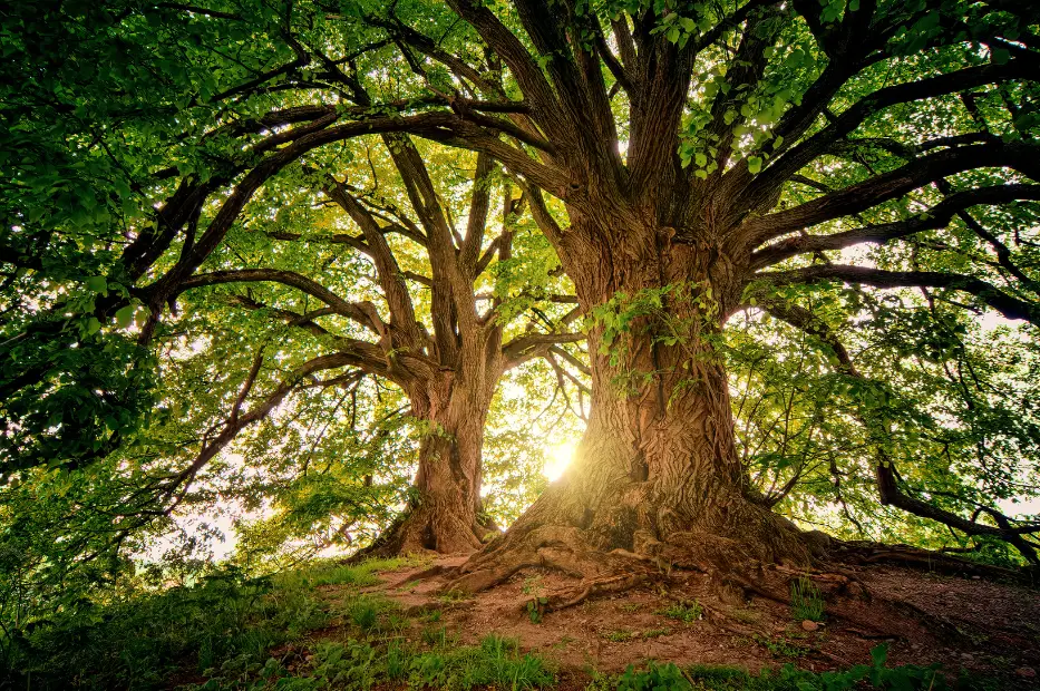 Large oak tree glowing with sunlight symbolizing nature, vitality, and the energy of whole foods